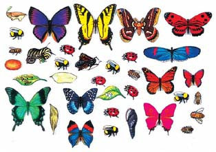 Varias mariposas de colores, escarabajos y larvas de insectos, hechos de fieltro, están dispuestos en filas sobre un fondo blanco, creando figuras educativas que ilustran el ciclo de vida de las mariposas.