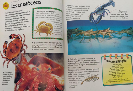 Dos páginas abiertas de una enciclopedia para niños muestran información y fotografías de crustáceos, entre los que se incluyen cangrejos, langostas y gambas. Junto al texto en español y a los datos, aparecen diversas imágenes de estas criaturas en diferentes colores y entornos.