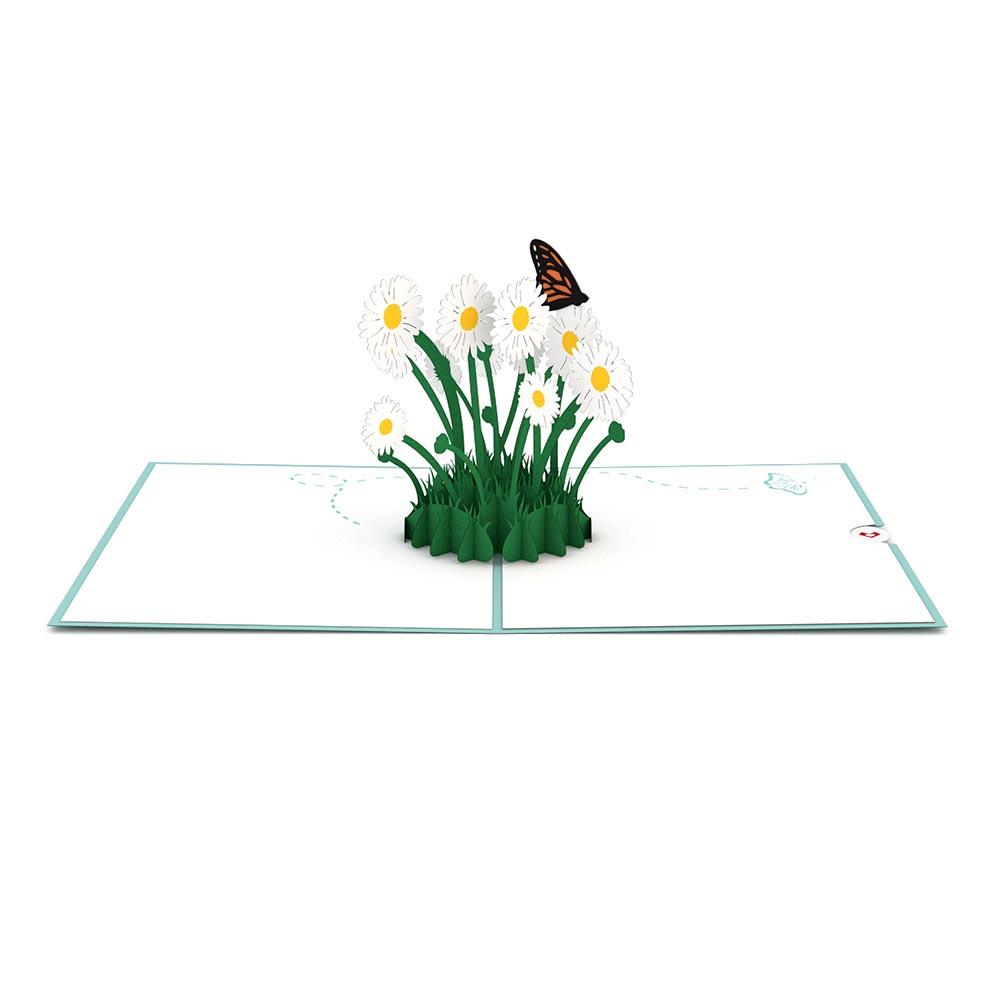 Una tarjeta pop-up abierta de alta calidad con margaritas blancas de centro amarillo y tallos verdes, en la que destaca una mariposa posada sobre una de las flores; perfecta como tarjeta memorable de 5 x 7 para cualquier ocasión.