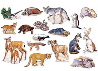 Ilustración en la que aparecen animales del desierto —aves, mamíferos, reptiles y una serpiente— agrupados sobre un fondo blanco, ideal para juguetes educativos o como figuras de animales para aprender y jugar.