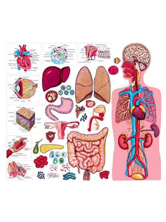 Ilustración de un maniquí del cuerpo humano con los órganos etiquetados —cerebro, corazón, pulmones, hígado, intestinos, riñones— y diagramas detallados en los que se destacan los principales órganos y estructuras anatómicas del cuerpo humano.