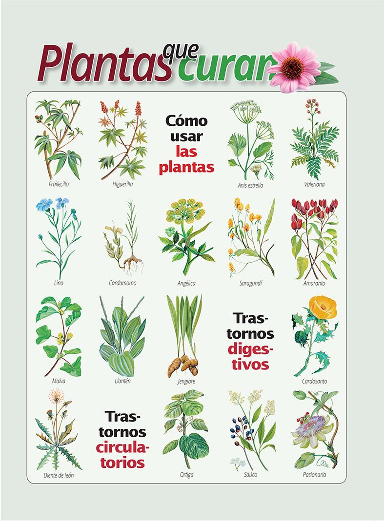 Un cuadro en el que se muestran ilustraciones de diversas plantas medicinales con etiquetas en español, clasificadas según los trastornos digestivos y circulatorios, e instrucciones sobre cómo preparar las plantas y la dosis correcta para cada remedio.